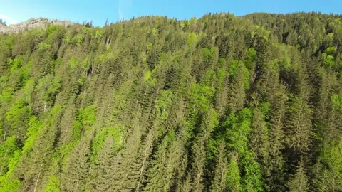 FPV drone dive over forest towards a river 스톡 동영상 275095084