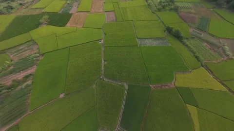 FPV drone dive over rice fields transitioning to low flight in Yangshuo, China. Stock Footage 347884352