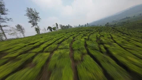 FPV drone dive through tea plantation hills in Gambung Java Stock Footage 340490254