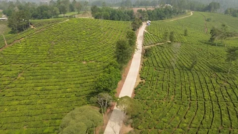 FPV drone diving shot over Gambung tea plantation Ciwidey Stock Footage 340490195