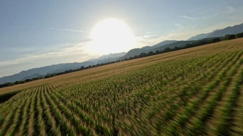 FPV Drone Dynamic Flight Over Cornfield with Mountains, 4K Stock Footage 321201419