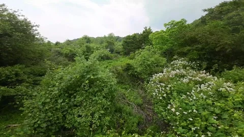 FPV Drone Exploration: Rocky Point's Ocean &amp; Park in Spring Stock-Footage 243367080
