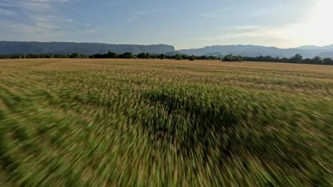 FPV Drone Fast Flight Over Cornfield at Golden Hour, 4K Stock Footage 321201368
