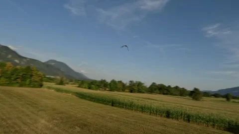 FPV Drone Fast Flight Over Green Trees and Cornfield Following Bird, 4K Stock Footage 321201425