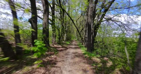FPV Drone Fast Flight: Sun Dappled Forest Road (Motion Blur) Stock Footage 308015811