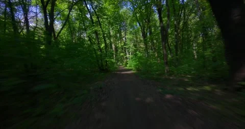 FPV Drone Fast Flight: Sun Dappled Forest Road (Motion Blur) Stock Footage 308023520