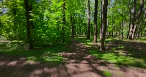 FPV Drone Fast Flight: Sun Dappled Forest Road (Motion Blur) Stock Footage 308023524