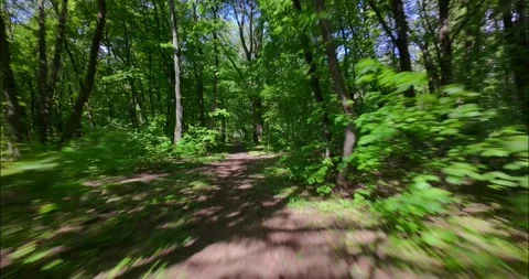 FPV Drone Fast Flight: Sun Dappled Forest Road (Motion Blur) Stock Footage 308023527