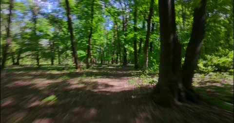 FPV Drone Fast Flight: Sun Dappled Forest Road (Motion Blur) Stock Footage 308023824