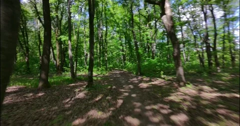 FPV Drone Fast Flight: Sun Dappled Forest Road (Motion Blur) Stock Footage 308060687