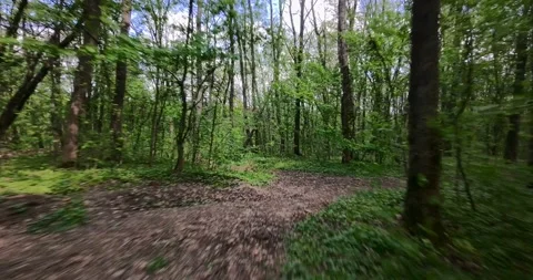 FPV Drone Fast Flight: Sun Dappled Forest Road (Motion Blur) Stock Footage 308060741