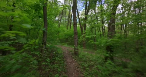 FPV Drone Fast Flight: Sun Dappled Forest Road (Motion Blur) Stock Footage 308060756