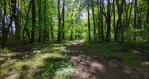 FPV Drone Fast Flight: Sun Dappled Forest Road (Motion Blur) Stock Footage 308060760