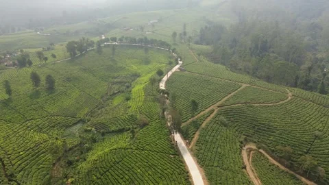 FPV drone fast flyover across Gambung tea estate in Ciwidey Stock Footage 340490228
