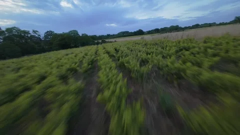 FPV drone in field of vines Stock Footage 314054992