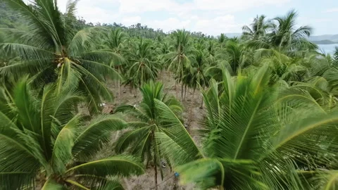 FPV drone flies above palm trees on the beach in Palawan Stock-Footage 275165209