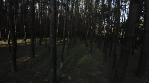 Fpv drone flies in dark forest towards middle tree Vídeo Stock 263477900