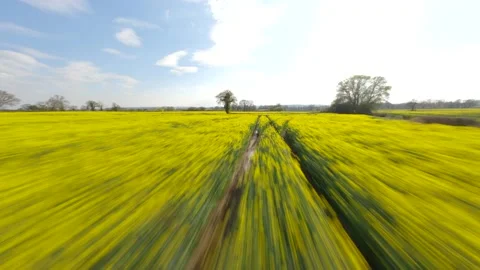 FPV drone flies low over tram lines in oil seed rape Stock Footage 238930192
