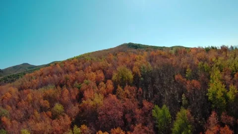 FPV drone flies low over the autumn forest.4K stock video Stock Footage 293324942