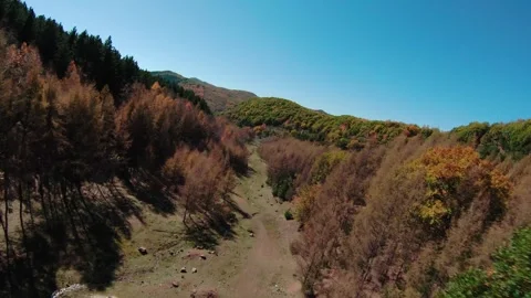 FPV drone flies low over the autumn forest.4K stock video Stock Footage 293325452