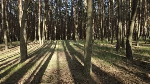 Fpv drone flies in old pine forest between trees Vídeo Stock 263477921