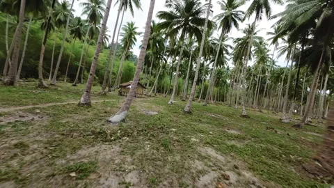 FPV drone flies through palm trees and bungalows on the beach Stock Footage 275008384