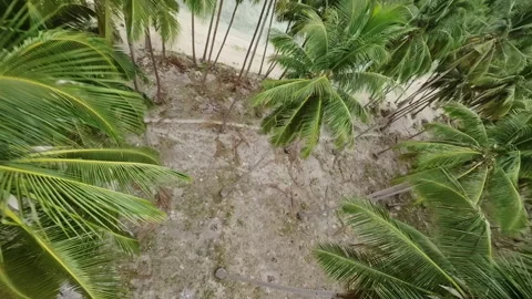 FPV drone flies through palm trees to the beach in action mode Stock Footage 275164735