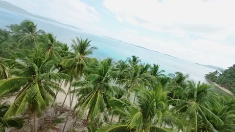 FPV drone flies through palm trees on a tropical beach Stock Footage 275165310