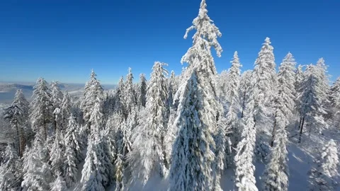 FPV drone flight among snow-covered trees in winter mountain forest on sunny day 스톡 동영상 288992196