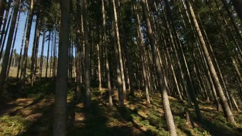 FPV Drone Flight among Trees in Mountains Forest Stock Footage 166858755