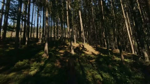 FPV Drone Flight among Trees in Mountains Forest Video stock 167155423