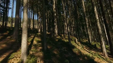 FPV Drone Flight among Trees in Mountains Forest Stock Footage 167155779