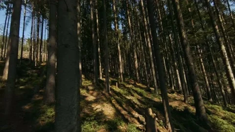 FPV Drone Flight among Trees in Mountains Forest Stock Footage 167156317