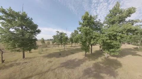 Fpv drone flight in oak grove Stock Footage 206356408