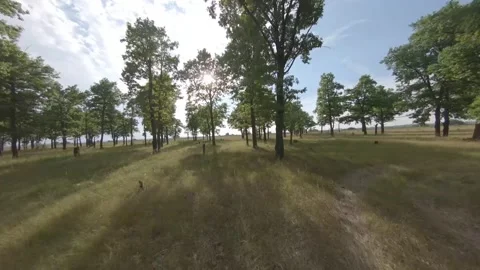 Fpv drone flight in oak grove Stock Footage 206357079