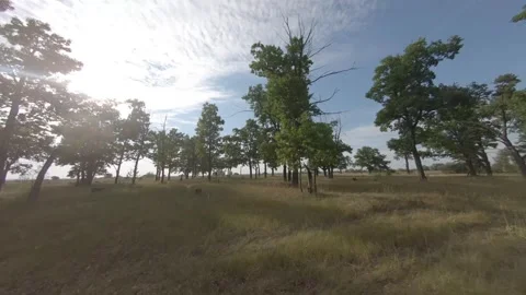 Fpv drone flight in oak grove Stock Footage 206358488