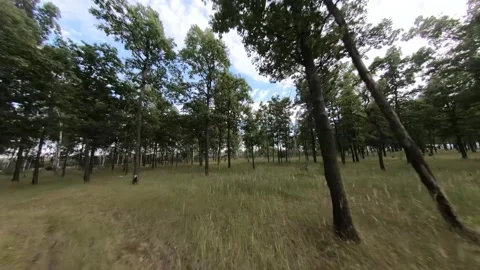 Fpv drone flight in oak grove Stock Footage 206364241