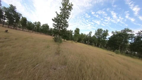 Fpv drone flight in oak grove Stock Footage 206368720