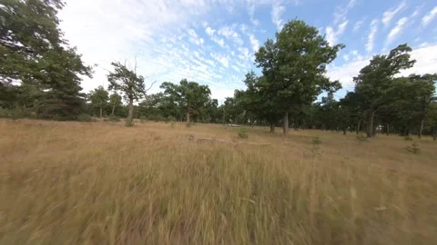 Fpv drone flight in oak grove Stock Footage 206369600
