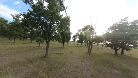Fpv drone flight in oak grove Stock Footage 206370142