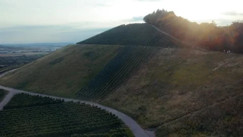 FPV Drone Flight Over Autumn Vineyards on Hillside at Sunset Stock Footage 318359525