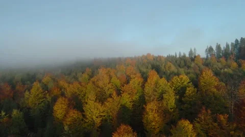 FPV drone flight over a bright autumn forest. Morning mist is over the trees 스톡 동영상 219578984