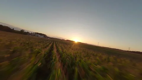 FPV Drone Flight Over Cornfield at Sunset (4K) Stock Footage 311672773
