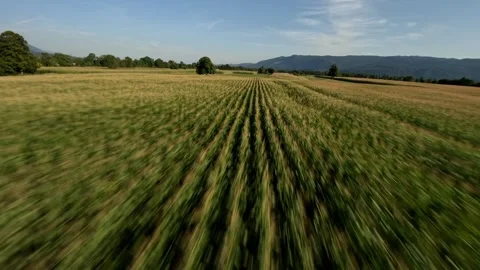 FPV Drone Flight Over Cornfield at Sunset, 4K Stock Footage 321201380