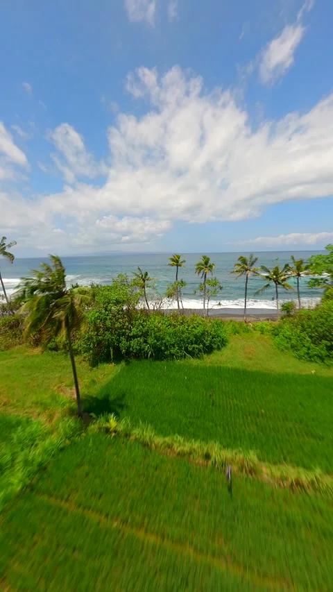 FPV drone flight over green rice fields and black sand beach in Bali, Indonesia Stock Footage 306518116
