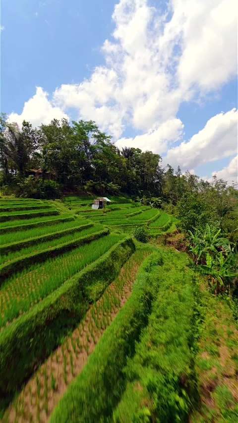FPV drone flight over lush Jatiluwih Rice Terraces in Bali, Indonesia Stock Footage 347927602