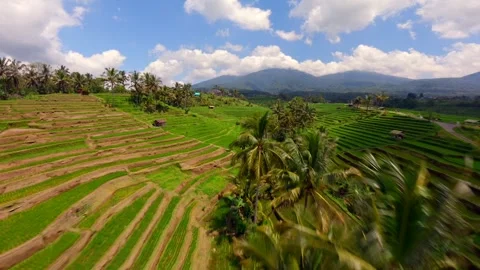 FPV drone flight over lush Jatiluwih Rice Terraces in Bali, Indonesia 動画素材 347954680