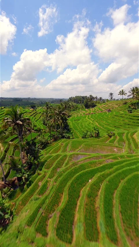 FPV drone flight over lush Jatiluwih Rice Terraces in Bali, Indonesia Video stock 347954726