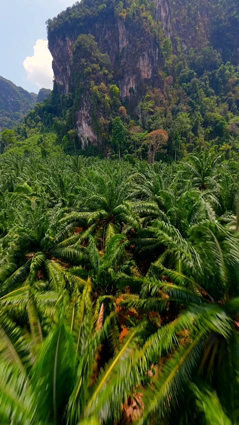 FPV drone flight over palm plantation with limestone cliffs in Krabi, Thailand Stock Footage 340836941