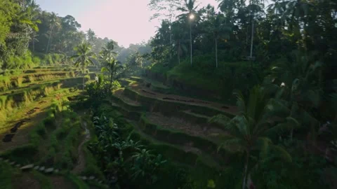 Fpv drone flight over the rice terraces in Ubud at sunrise in Bali Stock-Footage 245368621